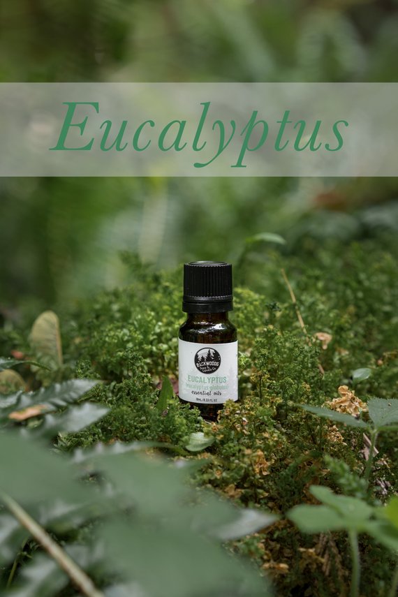 10ML Eucalyptus Essential Oil